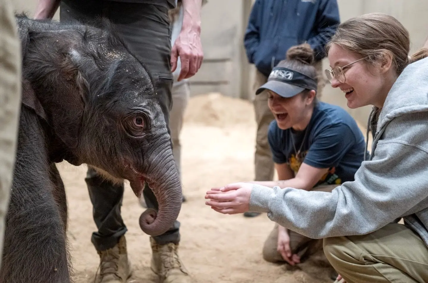  تولد اولین فیل آسیایی در ۲۵ سال گذشته در واشنگتن 