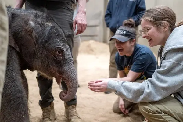  تولد اولین فیل آسیایی در ۲۵ سال گذشته در واشنگتن 