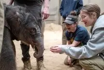  تولد اولین فیل آسیایی در ۲۵ سال گذشته در واشنگتن 