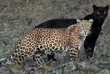 صحنه‌ای مسحورکننده در حیات وحش؛ پلنگ سیاه و پلنگ شجاع کنار هم ظاهر شدند