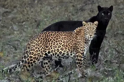 صحنه‌ای مسحورکننده در حیات وحش؛ پلنگ سیاه و پلنگ شجاع کنار هم ظاهر شدند