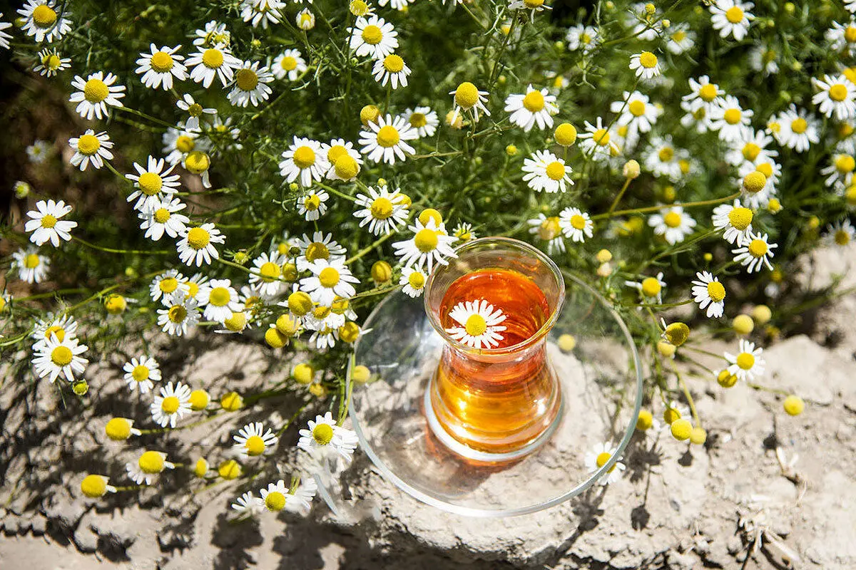 بابونه برای چی خوبه؛ بهترین زمان مصرف دمنوش بابونه