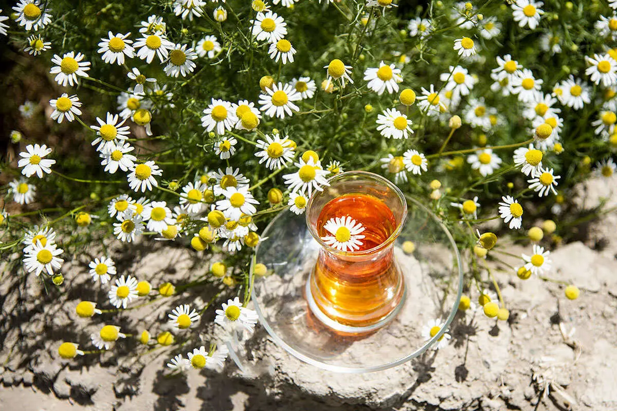بابونه برای چی خوبه؛ بهترین زمان مصرف دمنوش بابونه
