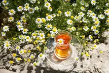 بابونه برای چی خوبه؛ بهترین زمان مصرف دمنوش بابونه
