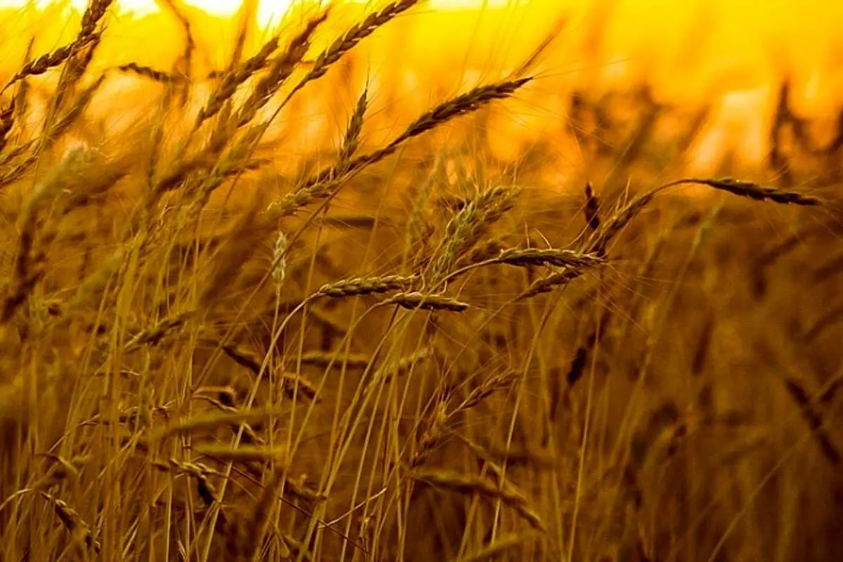 بازنگری در قیمت گندم کلید می‌خورد