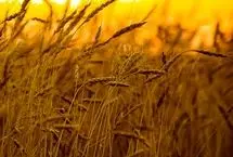پرداخت مطالبات گندمکاران به کجا رسید؟