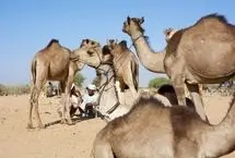 تصاویر؛ طویله، شهرِ بی‌خانه‌ها