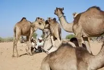 تصاویر؛ طویله، شهرِ بی‌خانه‌ها