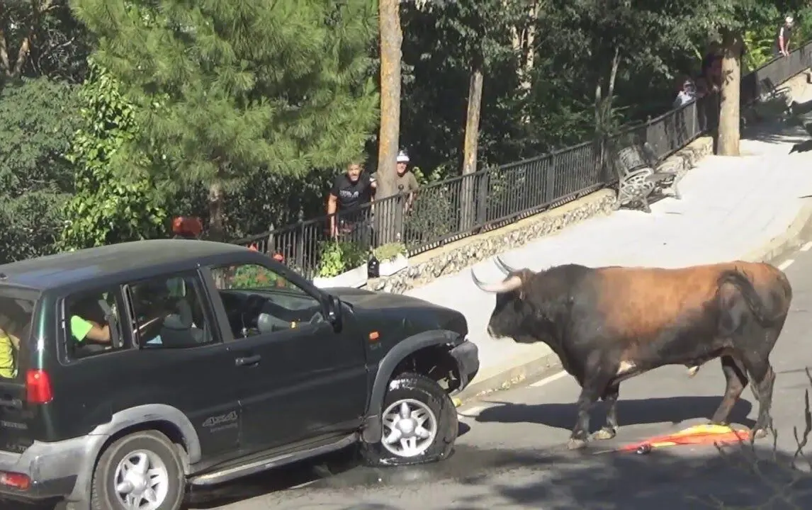 حمله ناگهانی گاو نر به خودرو در حال حرکت