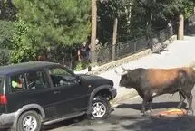 حمله ناگهانی گاو نر به خودرو در حال حرکت