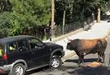 حمله ناگهانی گاو نر به خودرو در حال حرکت