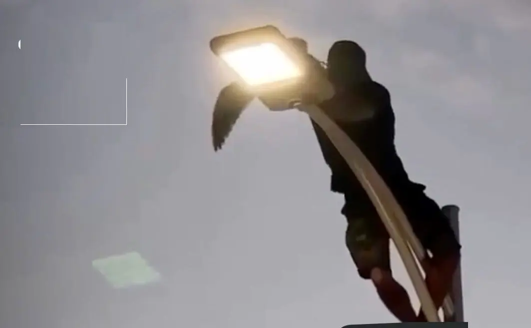 نجات مرغ دریایی گیر کرده روی تیر برق