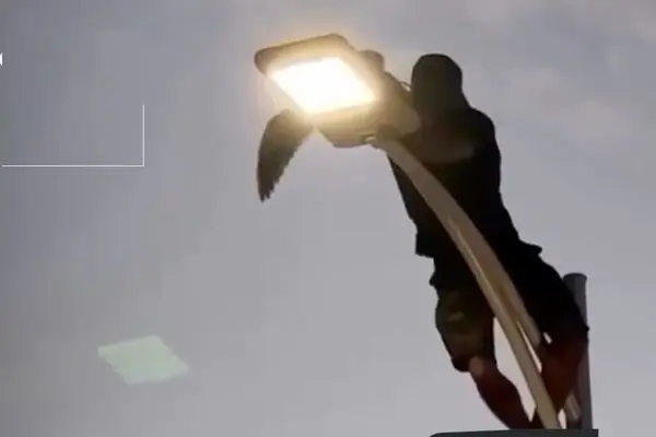 نجات مرغ دریایی گیر کرده روی تیر برق