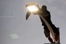 نجات مرغ دریایی گیر کرده روی تیر برق