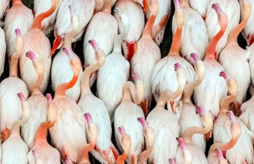 تصاویر؛ پرندگان مهاجر در آغوش میانکاله