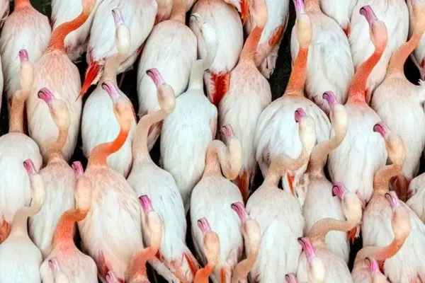 تصاویر؛ پرندگان مهاجر در آغوش میانکاله