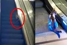 ببینید؛ کمک به گربه سردرگم در پله برقی فرودگاه استانبول