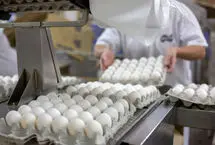 ممنوعیت صادرات تخم‌مرغ لغو شد