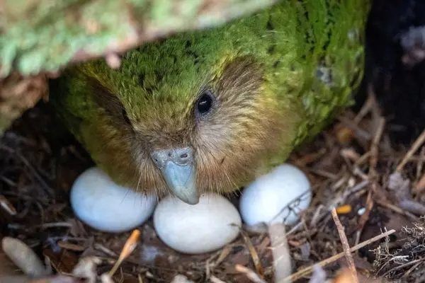 تولد نادر یک طوطی بدون پرواز در خطر انقراض 