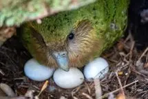 تولد نادر یک طوطی بدون پرواز در خطر انقراض 