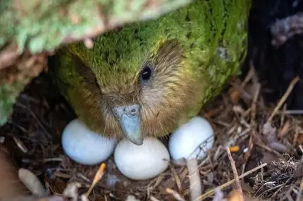 تولد نادر یک طوطی بدون پرواز در خطر انقراض 