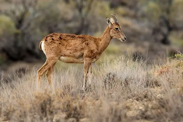 نجات بره مرال از آتش پارک ملی گلستان