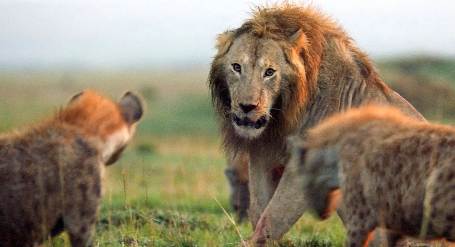 ببینید؛ سرنگون شدن شیر نر در جریان تعقیب یک کفتار