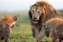 ببینید؛ سرنگون شدن شیر نر در جریان تعقیب یک کفتار