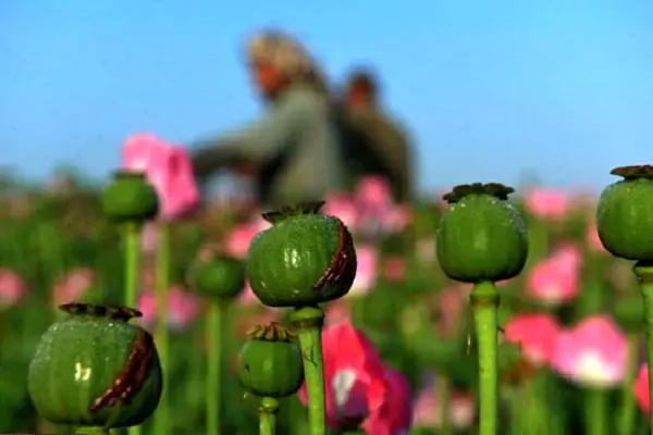 واردات قانونی مواد مخدر شکست خورد/ کمبود شربت تریاک ادامه دارد