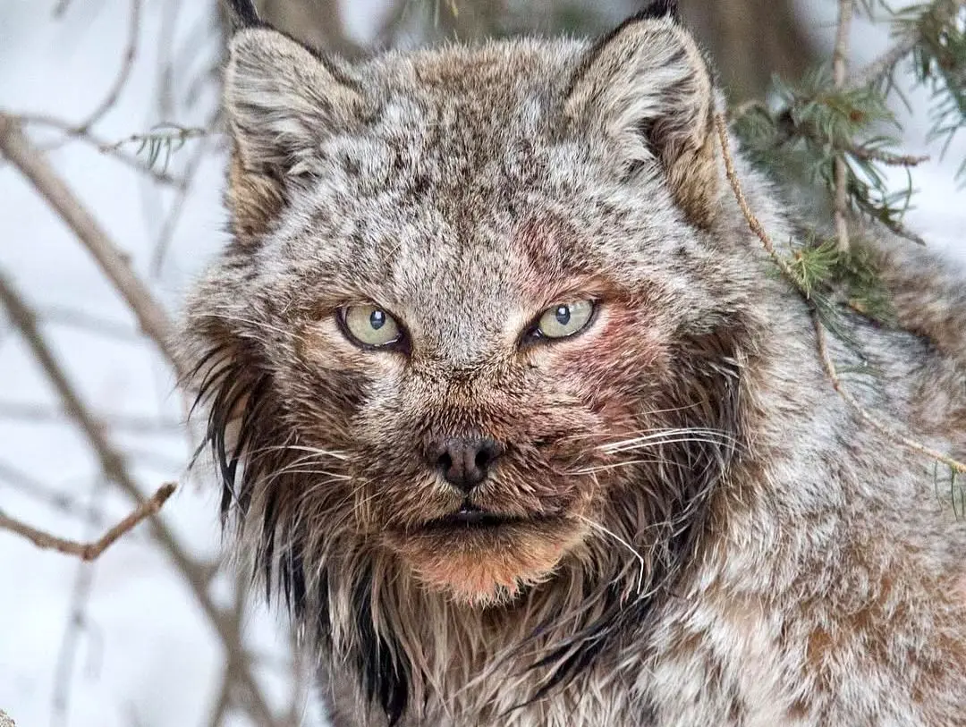 تصاویر؛ چهره ترسناک سیاه‌گوش بزرگ