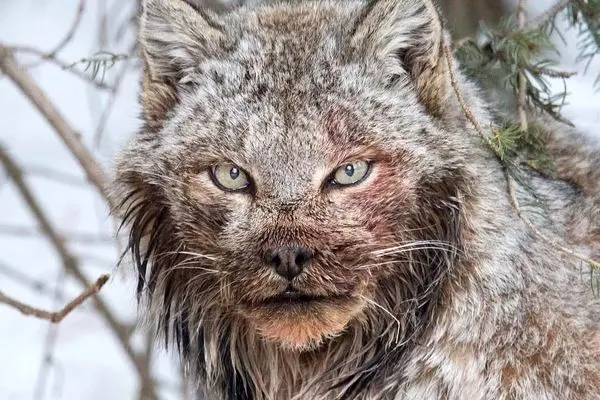 تصاویر؛ چهره ترسناک سیاه‌گوش بزرگ