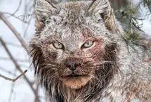 تصاویر؛ چهره ترسناک سیاه‌گوش بزرگ