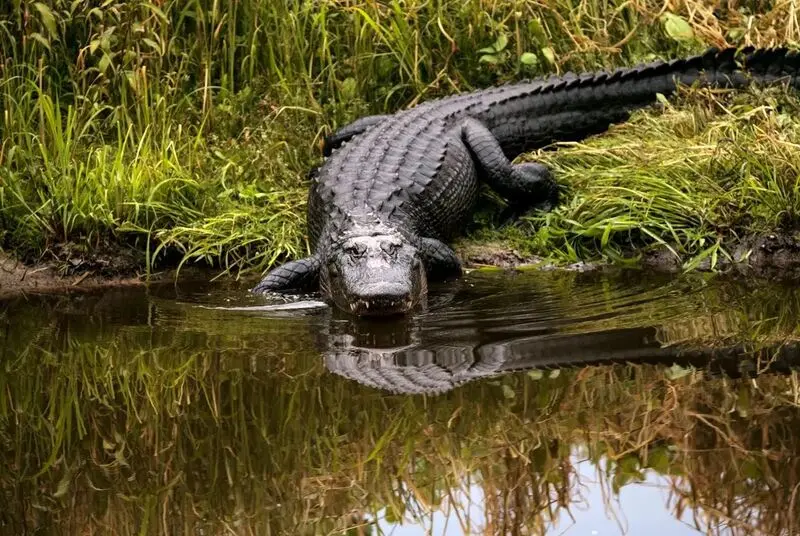 جانوران