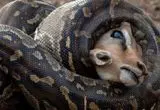 فرار نفس‌گیر ایمپالا از چنگال پیتون؛ شکار بزرگی که ناکام ماند