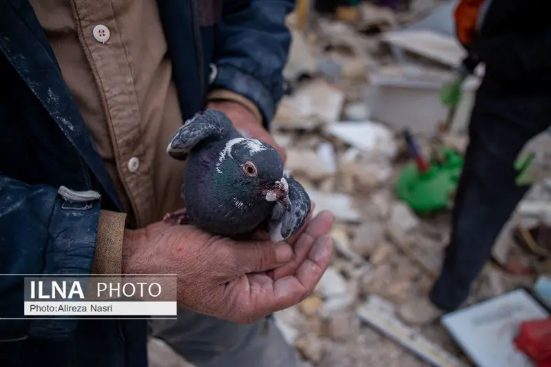 نجف آباد قزوین6