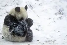 بازی پانداها در باغ‌وحش