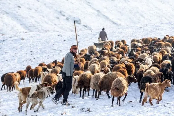 تصاویر؛ سهند در خواب زمستانی سپید