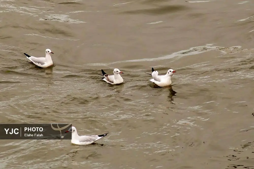 تصاویر؛ کاکایی‌ها؛ تماشایی‌ترین رفت‌وآمد زمستانی انزلی 26