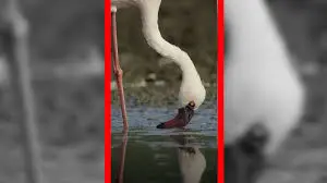 رقص صورتی فلامینگوها در تالاب‌های جادویی