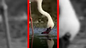 رقص صورتی فلامینگوها در تالاب‌های جادویی