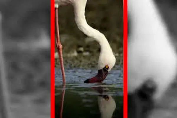 رقص صورتی فلامینگوها در تالاب‌های جادویی