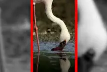 رقص صورتی فلامینگوها در تالاب‌های جادویی