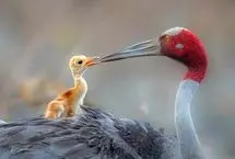 ۱۶ تصویر خارق‌العاده از برندگان مسابقه عکاسی حیات‌وحش ۲۰۲۶ 