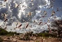 هجوم گسترده ملخ‌ها به داغستان