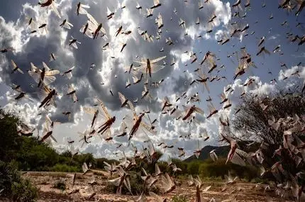 هجوم گسترده ملخ‌ها به داغستان