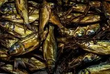 تصاویر؛ سنت دودی کردن ماهی در گیلان