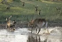 کل آب‌دوست میان دو شکارچی به آب زد