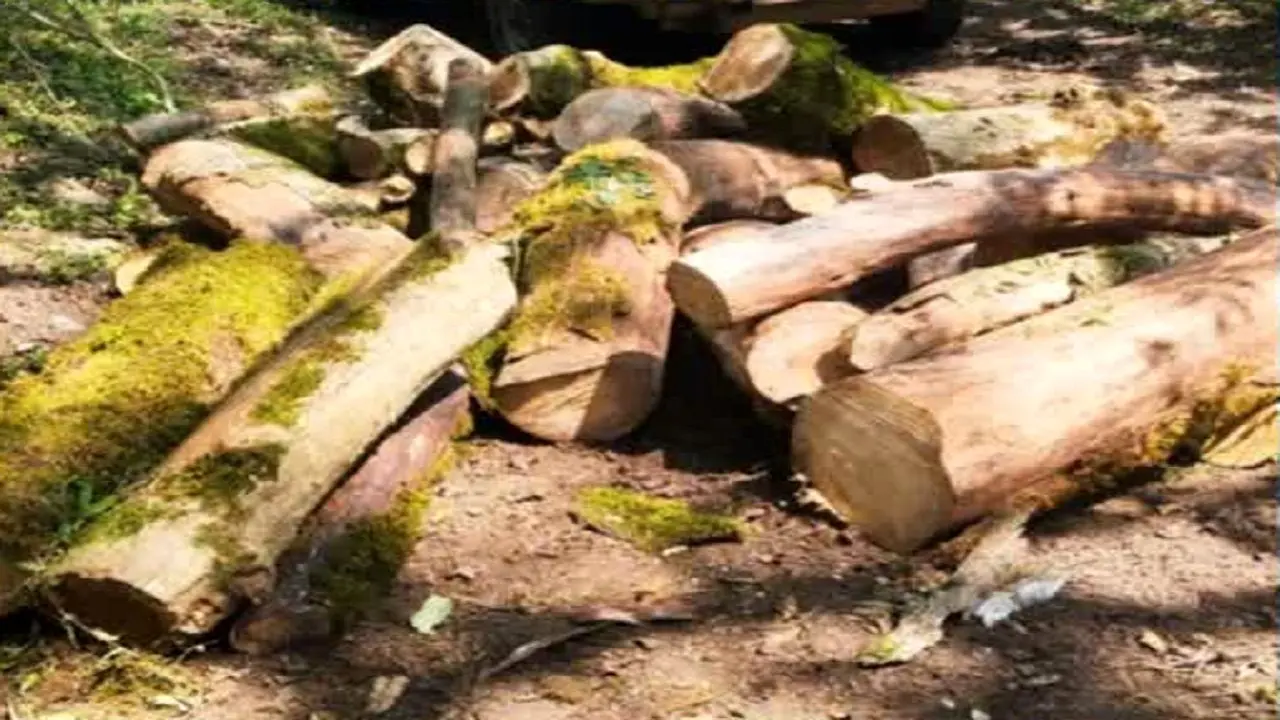 ماجرای قطع درختان در چمستان مازندران چه بود؟