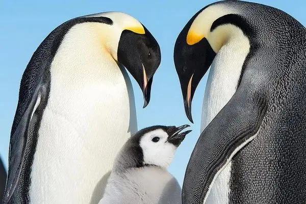 پنگوئن امپراتور رسماٌ گونه‌ای در معرض خطر انقراض شد