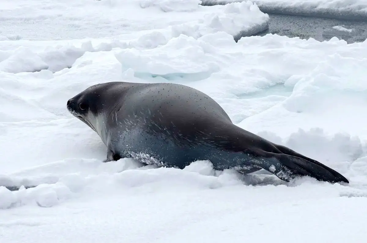 اولین تصاویر زیرآبی از کوچک‌ترین فُک قطبی دنیا
